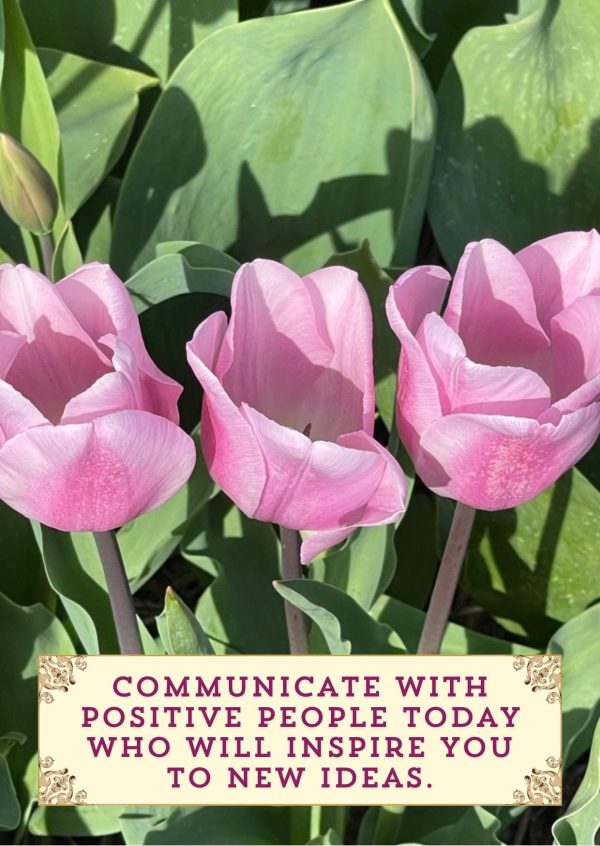 Tulip Cardset - for every day - Afbeelding 3