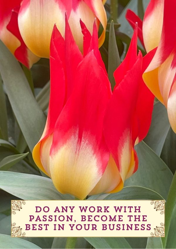 Tulip Cardset - for every day - Afbeelding 4